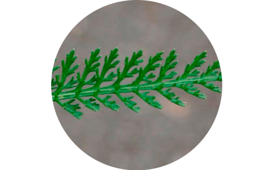 Folhas de Achillea Millefolium - Composição Normadex