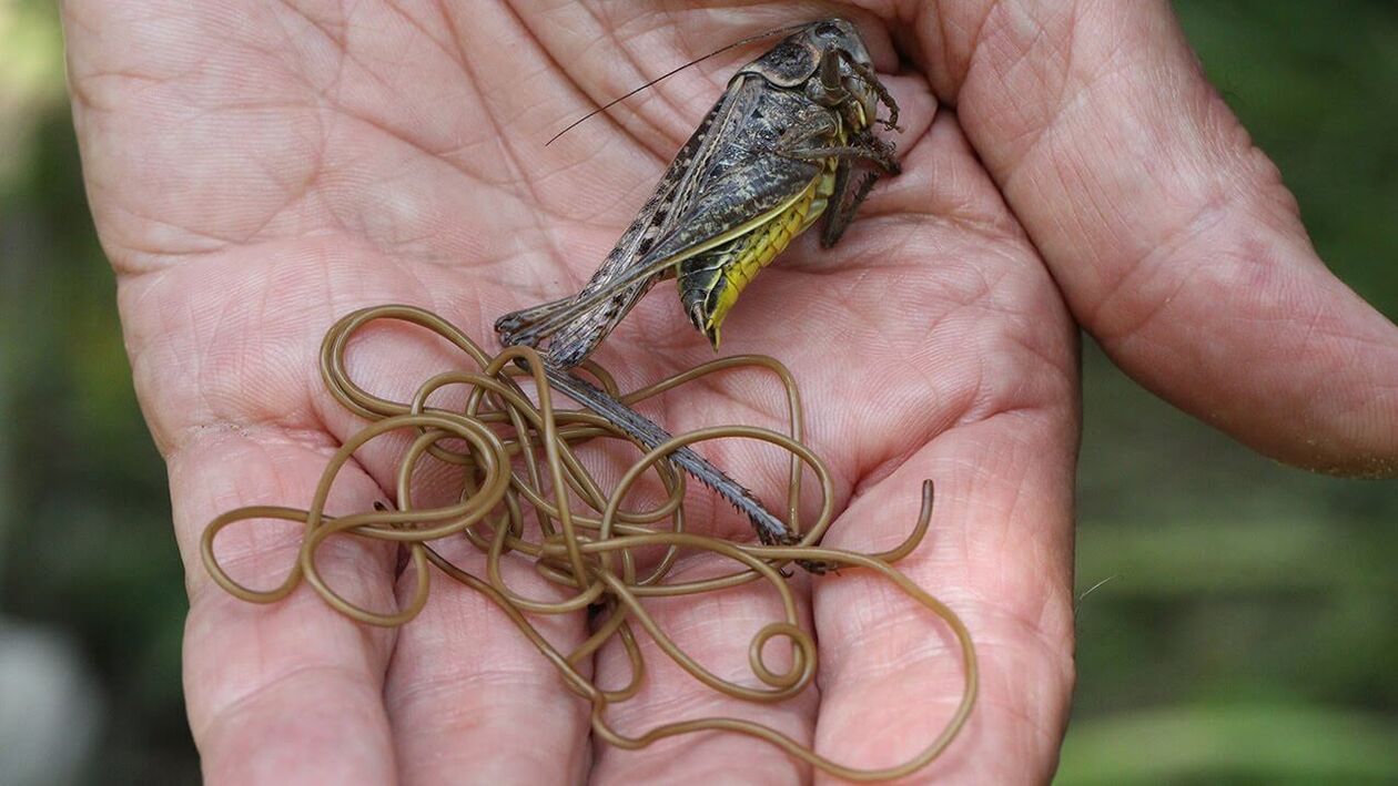 parasitas