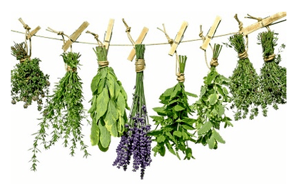 Plantas de parasitas