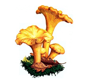 Raposas