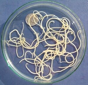 Parasitas