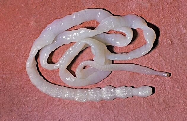 como é a tênia do touro