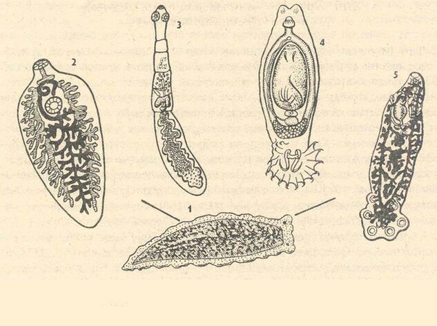 parasitas protozoários no corpo humano