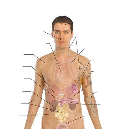sinais da presença de parasitas em vários órgãos