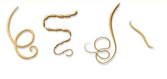 tipos mais comuns de parasitas