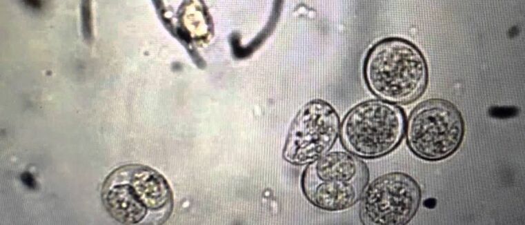 células parasitas protozoários