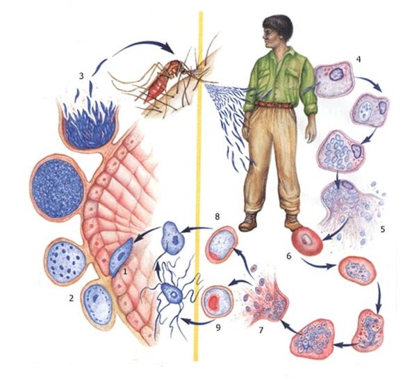 métodos de reprodução de parasitas protozoários