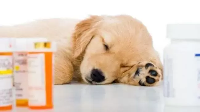 medicamentos para prevenir vermes em cães